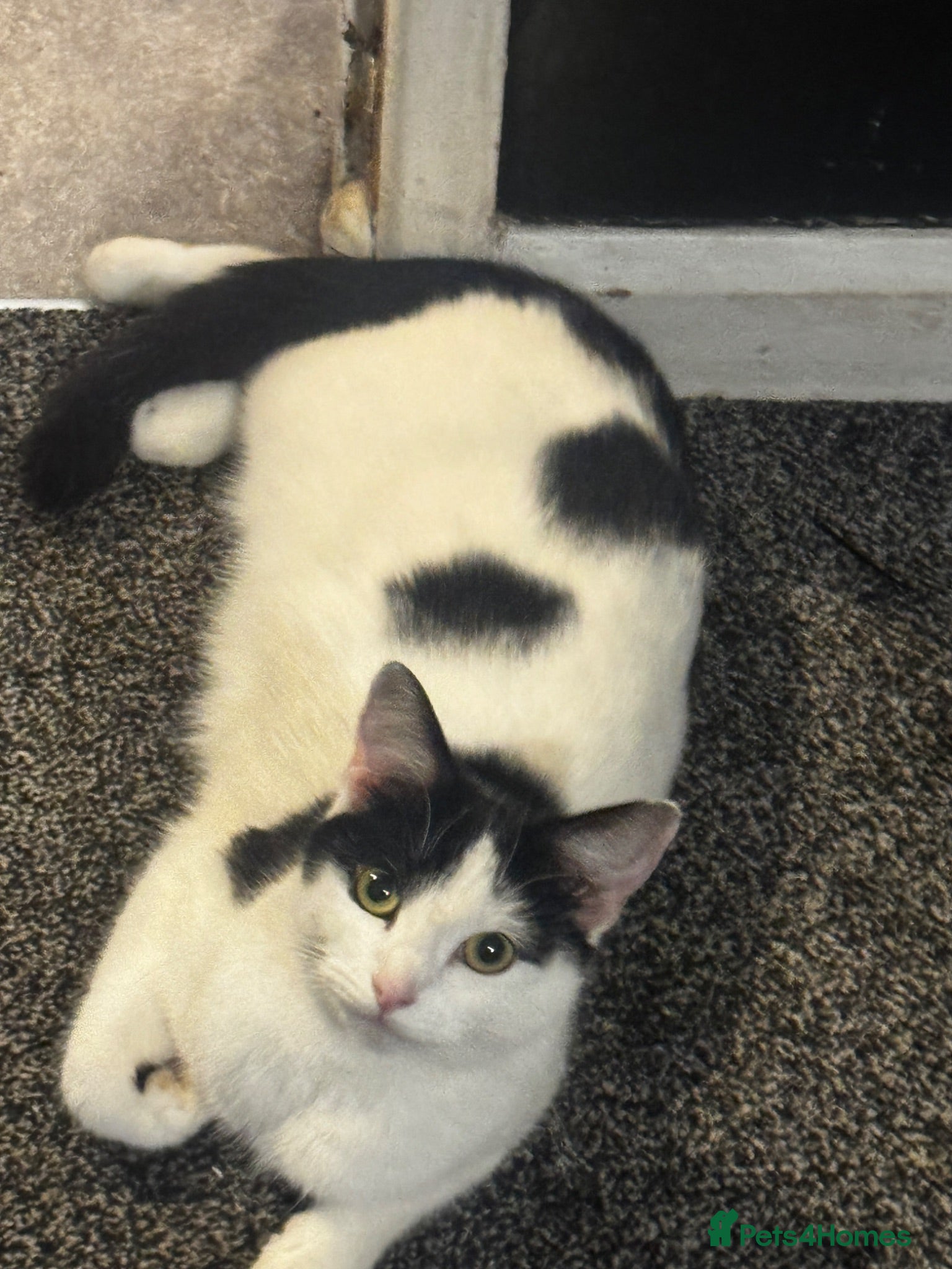 Mixed Breed cats 3 mixed breeds 2 girls 1 boy  - Advert 2