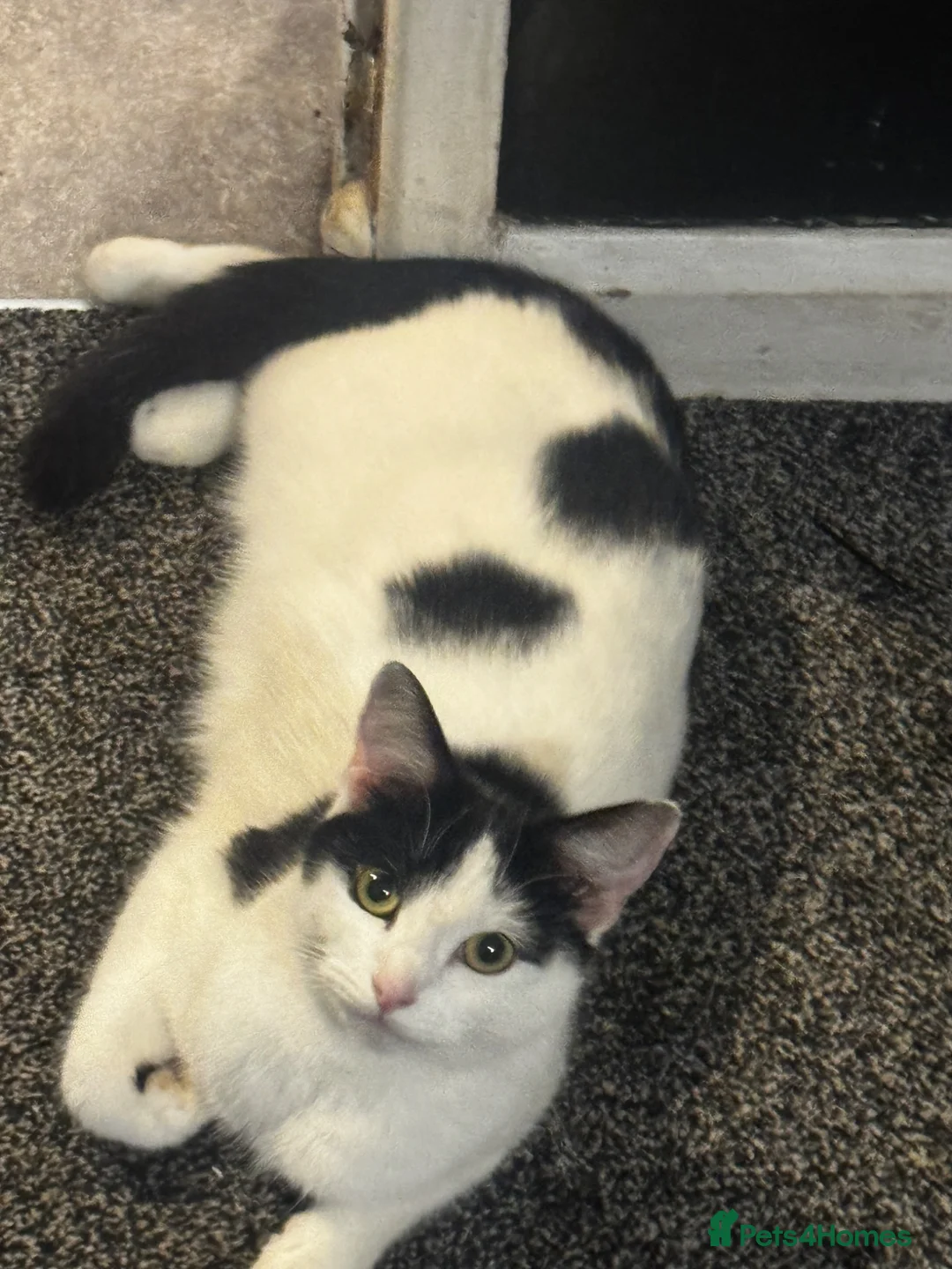Mixed Breed cats for sale: 3 mixed breeds 2 girls 1 boy  - Advert 1