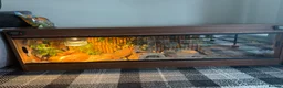 Bearded Dragon reptiles for sale: 4ft viv with everything included - Advert 2