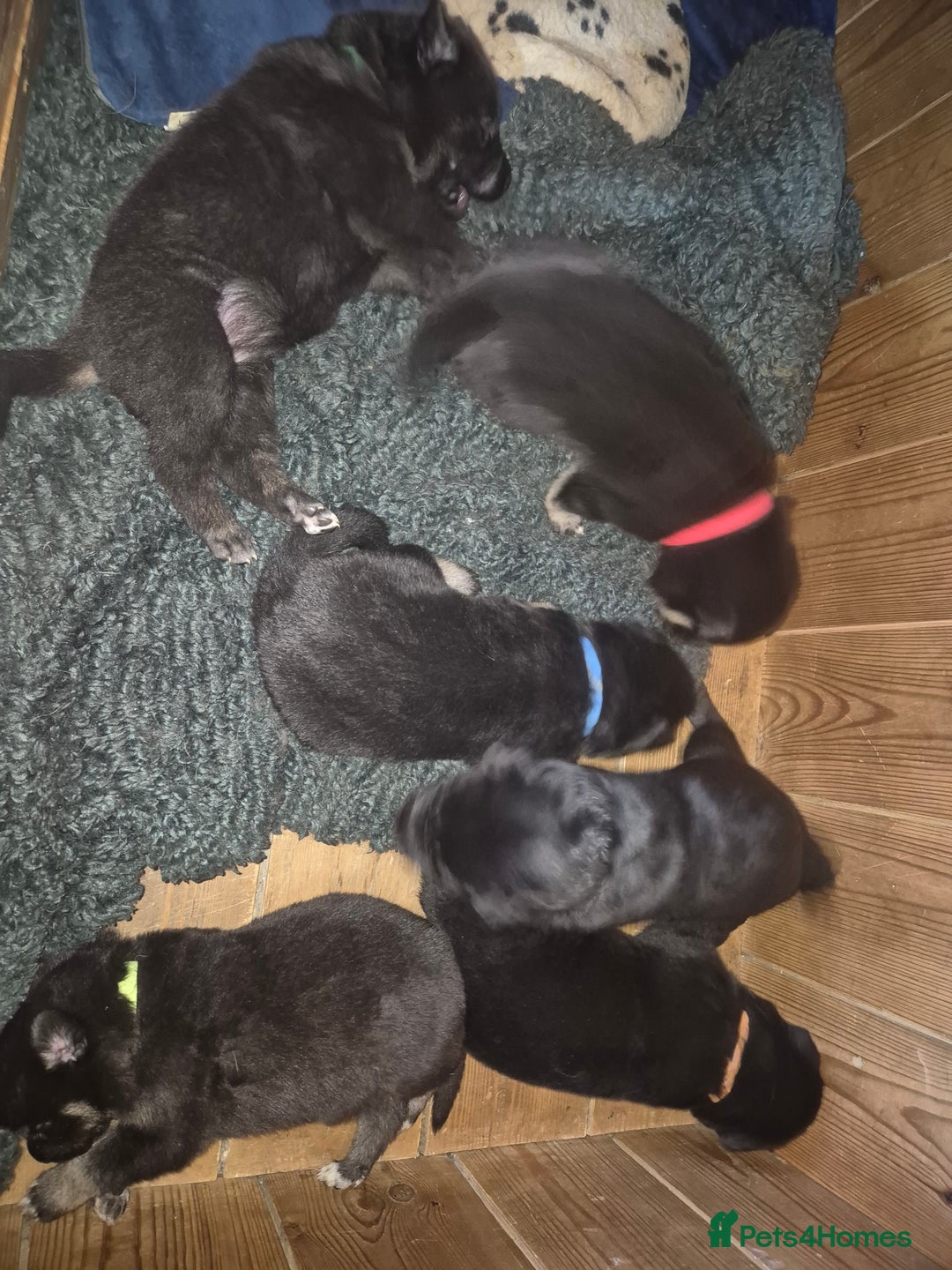 Mixed Breed dogs for sale: Stunning litter of puppies!! - Advert 5