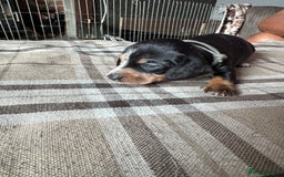 Miniature Dachshund dogs for sale: 🐾 Miniature Dachshund Puppies for Sale 🐾 - Image 23