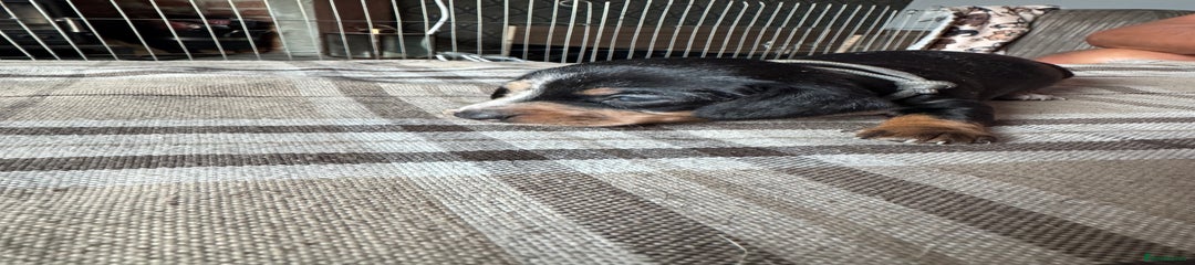 Miniature Dachshund Puppy 8