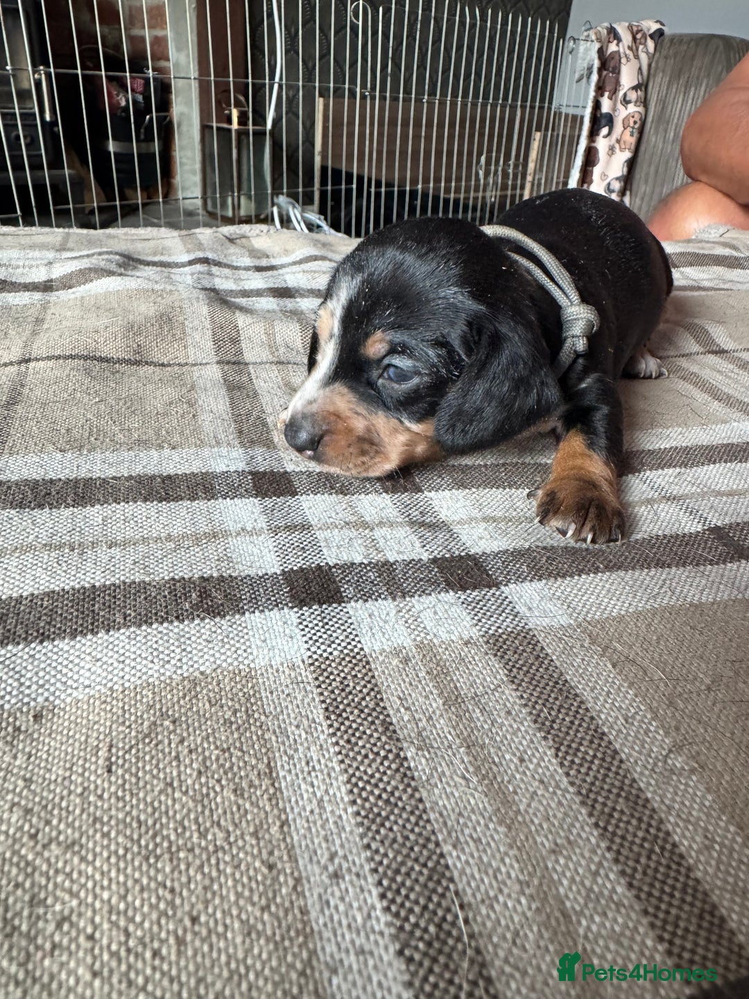 Miniature Dachshund dogs for sale: 🐾 Miniature Dachshund Puppies for Sale 🐾 - Image 23