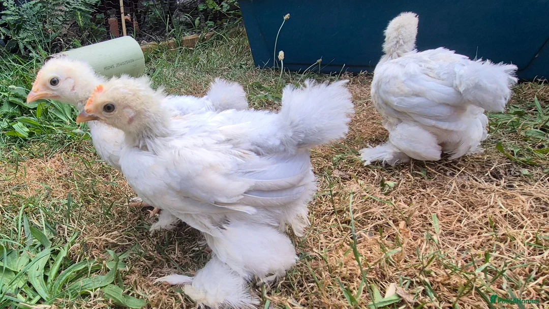 Chickens poultry for sale: Trio of Porcelain Pekin Bantams  - Advert 8