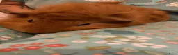 Guinea Pig rodents for sale: 4 males guinea pigs for adoption in Barking - Advert 1