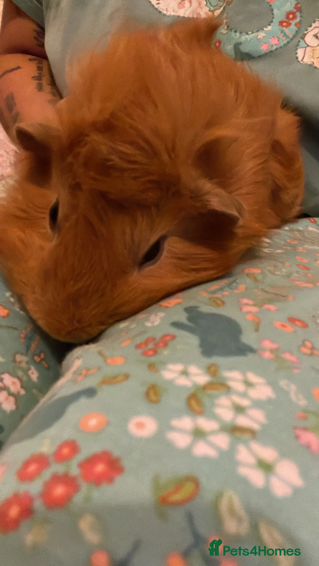 Guinea Pig rodents for sale: 4 males guinea pigs for adoption in Barking - Advert 1