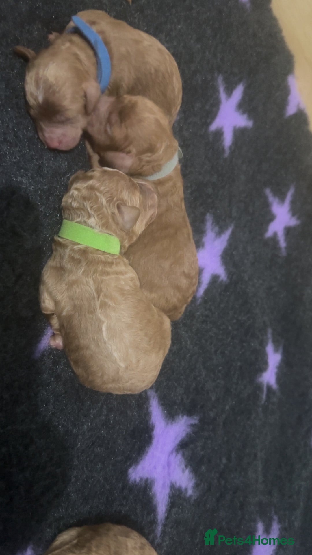 Cockapoo dogs for sale: FOX RED TOY COCKAPOO PUPPIES  - Advert 12