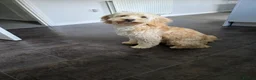 Mixed Breed dogs for sale: Gorgeous puppy for sale. Mixed bread cockapoochon - Advert 6