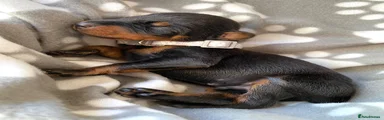 Dobermann 5