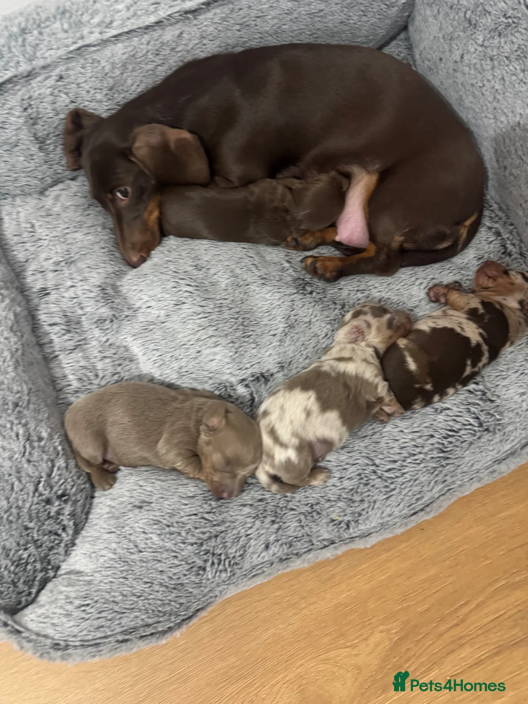 Dachshund dogs for sale: 3 long haired sausage dogs females available  - Advert 2
