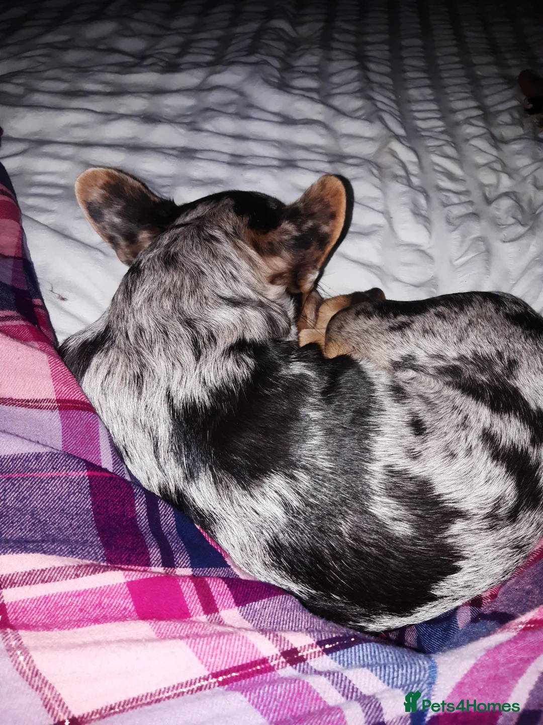 French Bulldog dogs for sale: Merle French Bulldog  - Advert 3