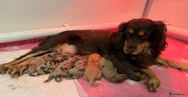 Cockapoo dogs - Advert 8