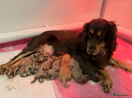 Cockapoo dogs - Advert 6