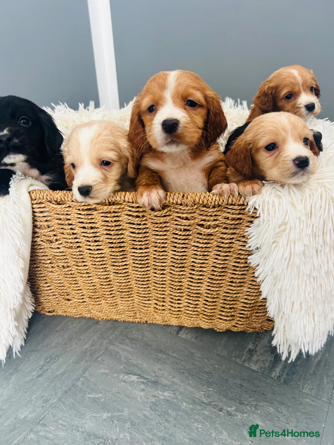Cocker Spaniel dogs for sale: Cocker Spaniel Puppies Mixed Litter  - Advert 1