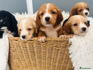Cocker Spaniel dogs Cocker Spaniel Puppies Mixed Litter - Advert 1