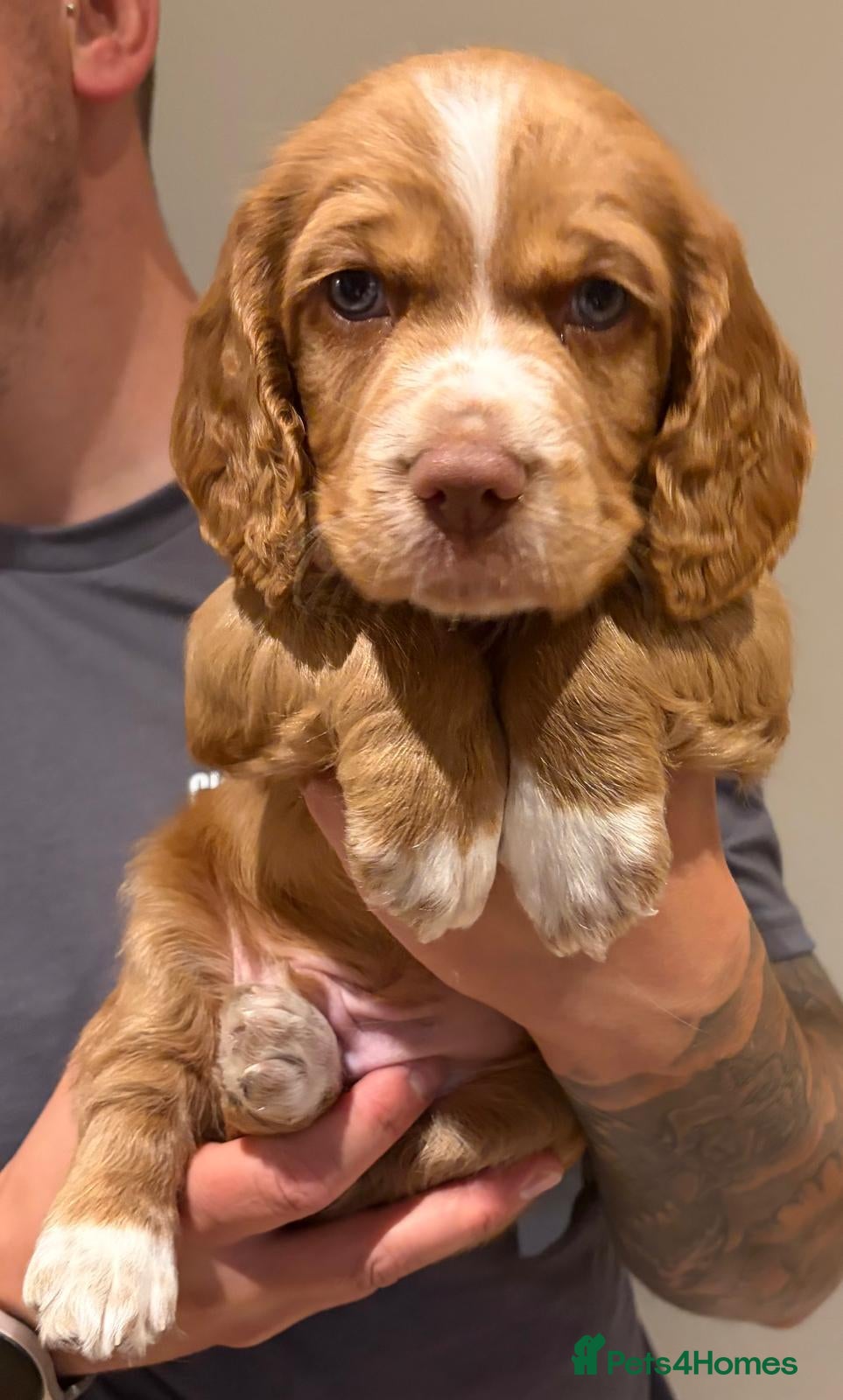 Cocker Spaniel dogs 2 KC Reg Cocker-Spaniels Puppies for Sale - Advert 13