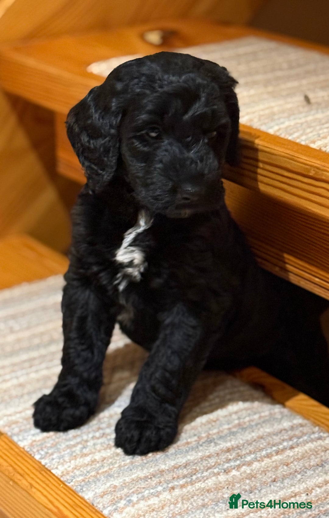 Mixed Breed dogs for sale: 🐾F3 Irish X Australian Labradoodle Puppies  - Advert 27