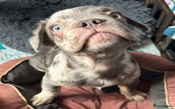 French Bulldog dogs for sale: x2 boys🔥🐾Ready Now🔥🐾Fluffy French bulldogs🔥🐾 in Rotherham - Image 27