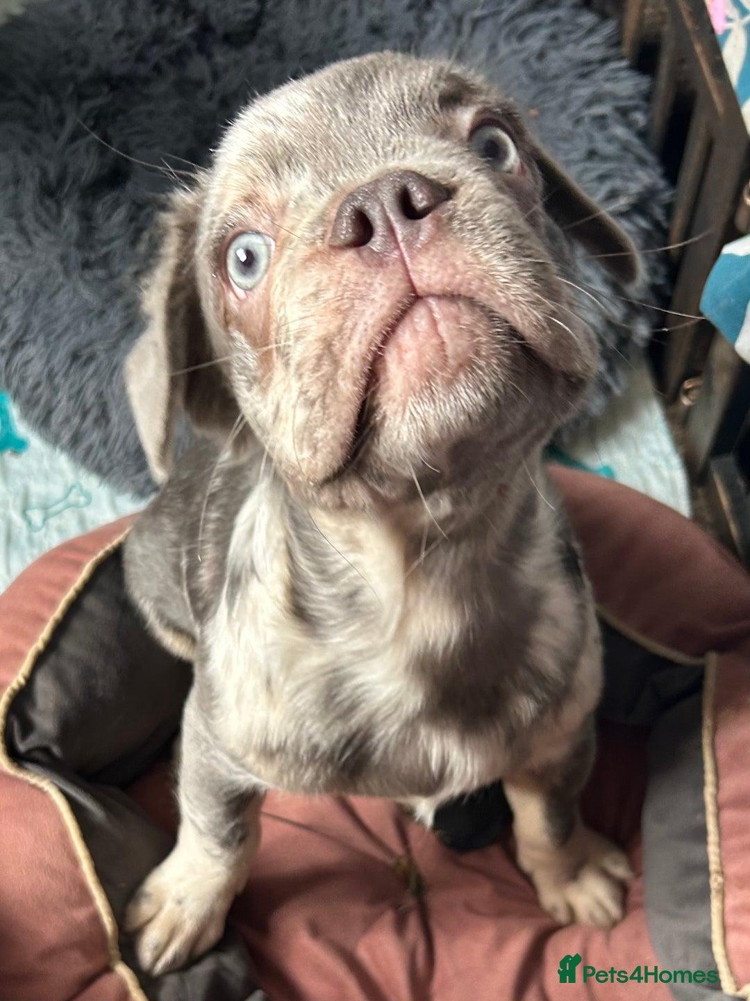 French Bulldog dogs for sale: x2 boys🔥🐾Ready Now🔥🐾Fluffy French bulldogs🔥🐾 in Rotherham - Image 27