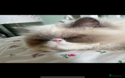Persian cats for sale: Persian cat - Image 2