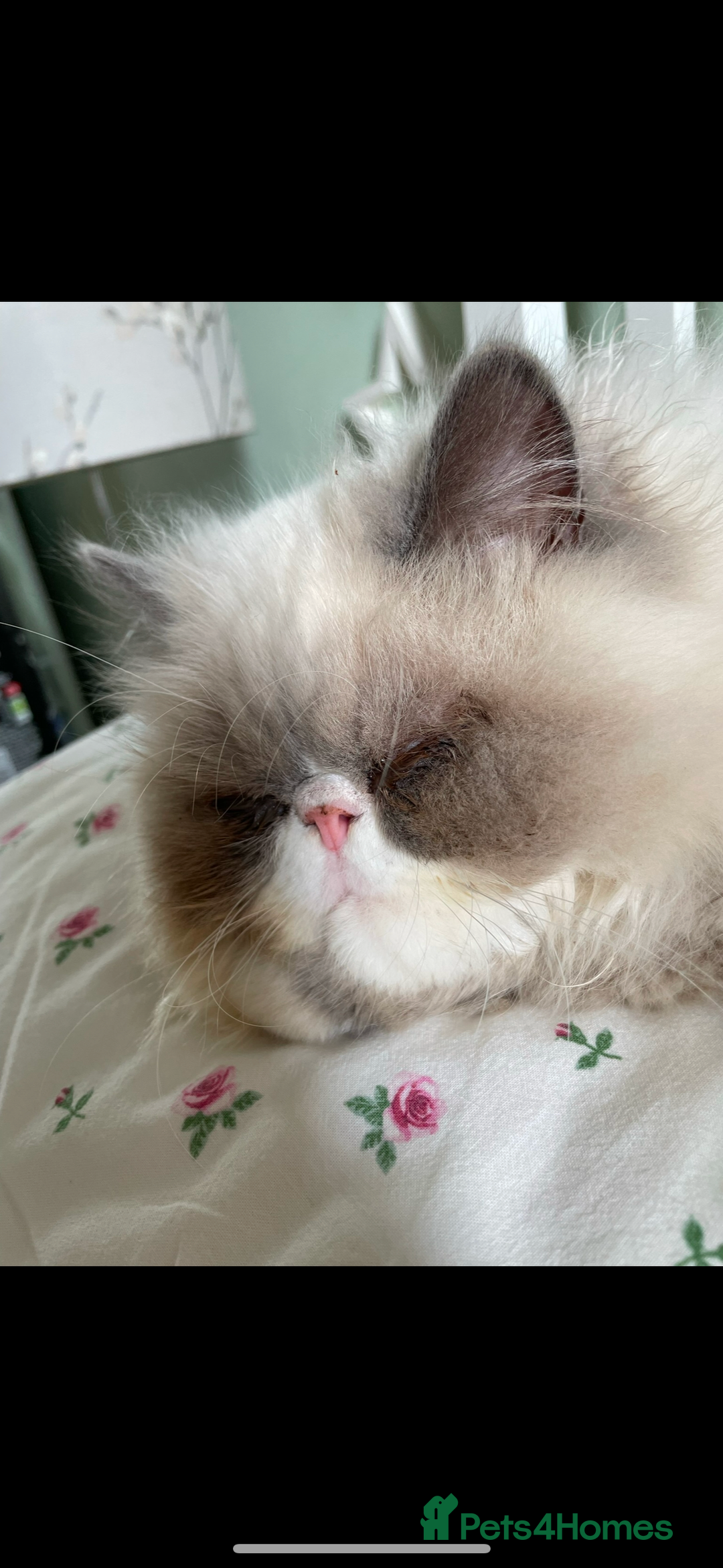Persian cats for sale: Persian cat - Image 2