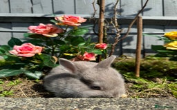 Netherland Dwarf rabbits for sale: STUNNING TAME PUREBRED BABY NETHERLAND DWARFS  - Image 4