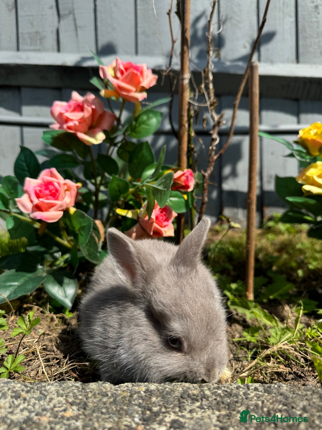 Netherland Dwarf rabbits for sale: STUNNING TAME PUREBRED BABY NETHERLAND DWARFS  - Image 4