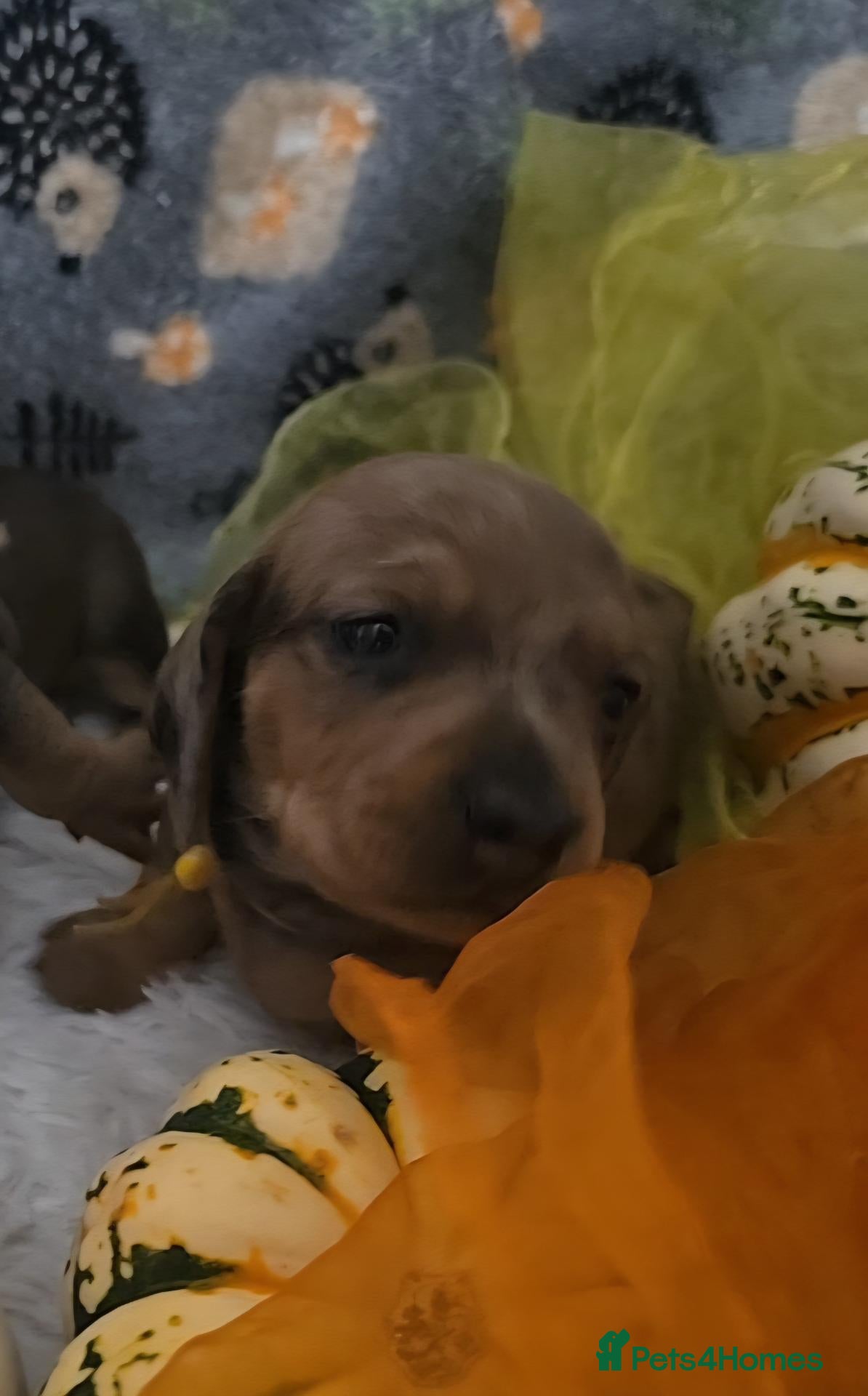 Miniature Dachshund dogs for sale: 2 LEFT KC mini dacshund puppies - Advert 2