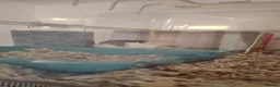 Quail poultry for sale: BUTTON Quails - Advert 4