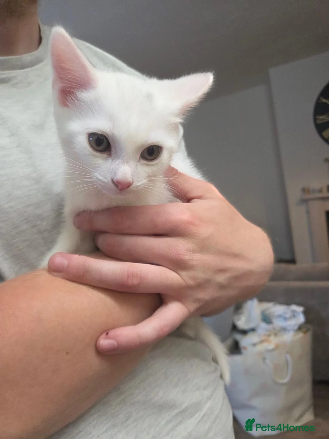 British Shorthair cats for sale: Cute white hair kitten  in Ringwood - Advert 2