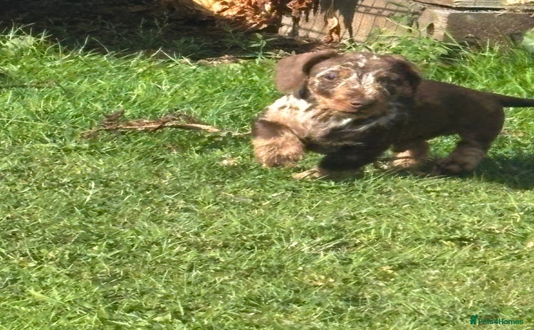 Miniature Dachshund dogs for sale - Advert 1