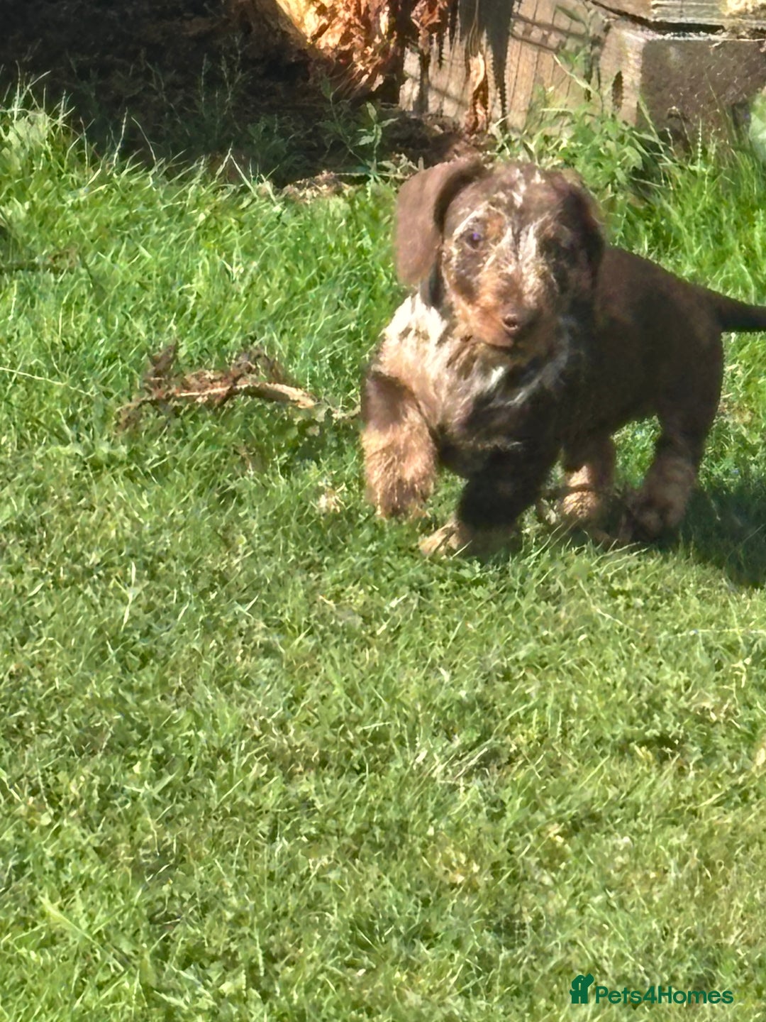Miniature Dachshund dogs for sale: Miniature Wire Haired Dachshund  - Image 1