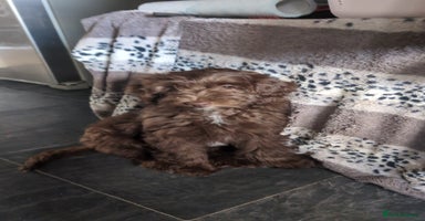 Labradoodle dogs - Advert 4