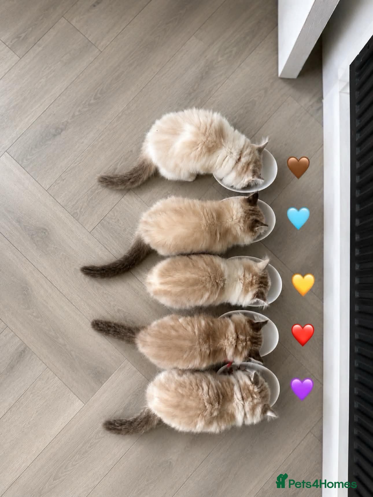 Ragdoll cats Ragdoll breed kittens 💙 - Advert 8