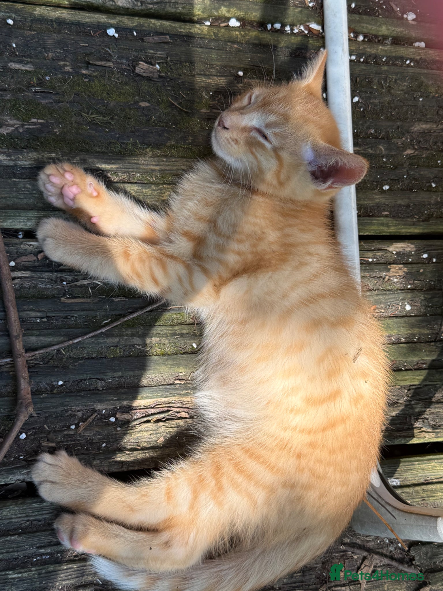 Mixed Breed cats Kittens £165 Manchester  - Advert 2