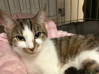 Mixed Breed cats One boy kitten left - Advert 1