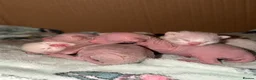 Mixed Breed cats for sale: Stunning Sphynx x ragdoll  - Advert 6