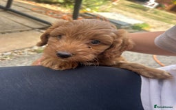 Cockapoo dogs for sale: 1 BOY LEFT! cockapoo F1b, PRA tested - Image 8
