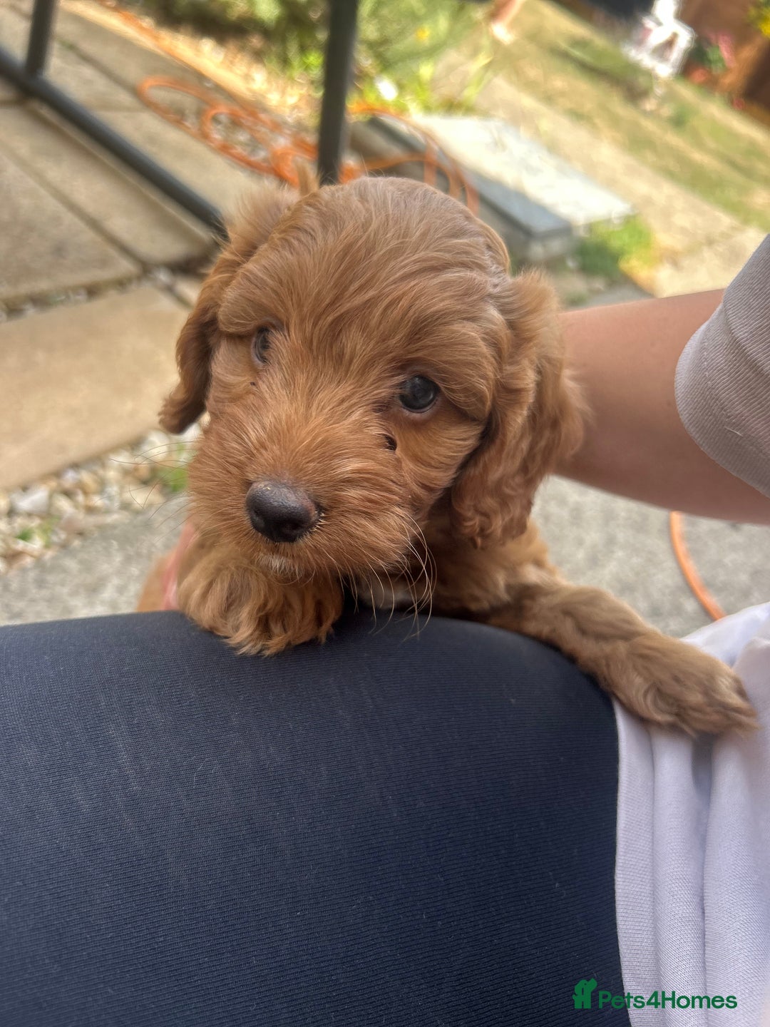 Cockapoo dogs for sale: 1 BOY LEFT! cockapoo F1b, PRA tested - Image 8