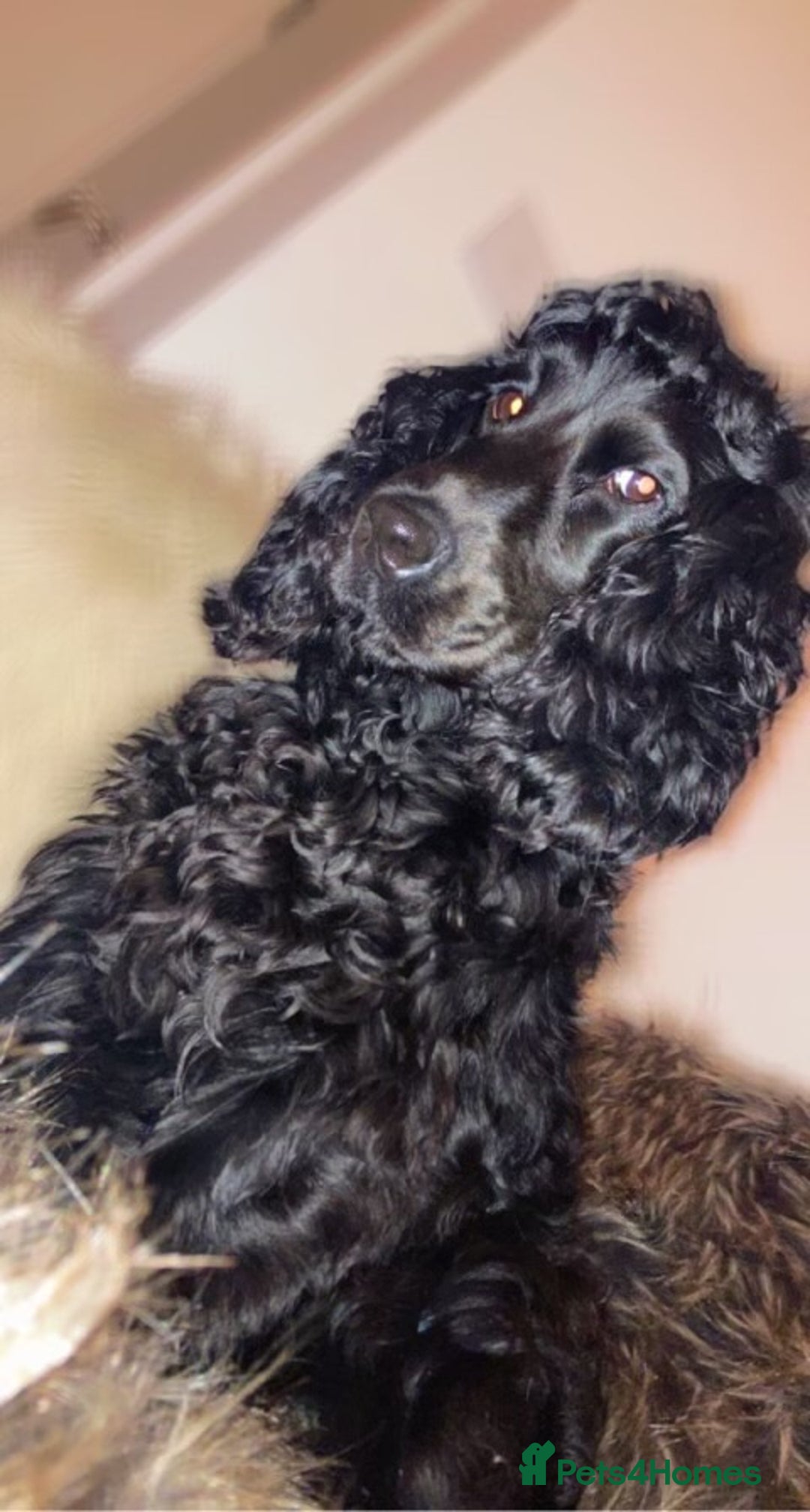 Cocker Spaniel dogs for sale: 1 boy & 1 girl left 🌟 - Image 8