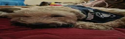 Mixed Breed dogs for adoption: Petunia 🌺  in Bedford - Advert 20