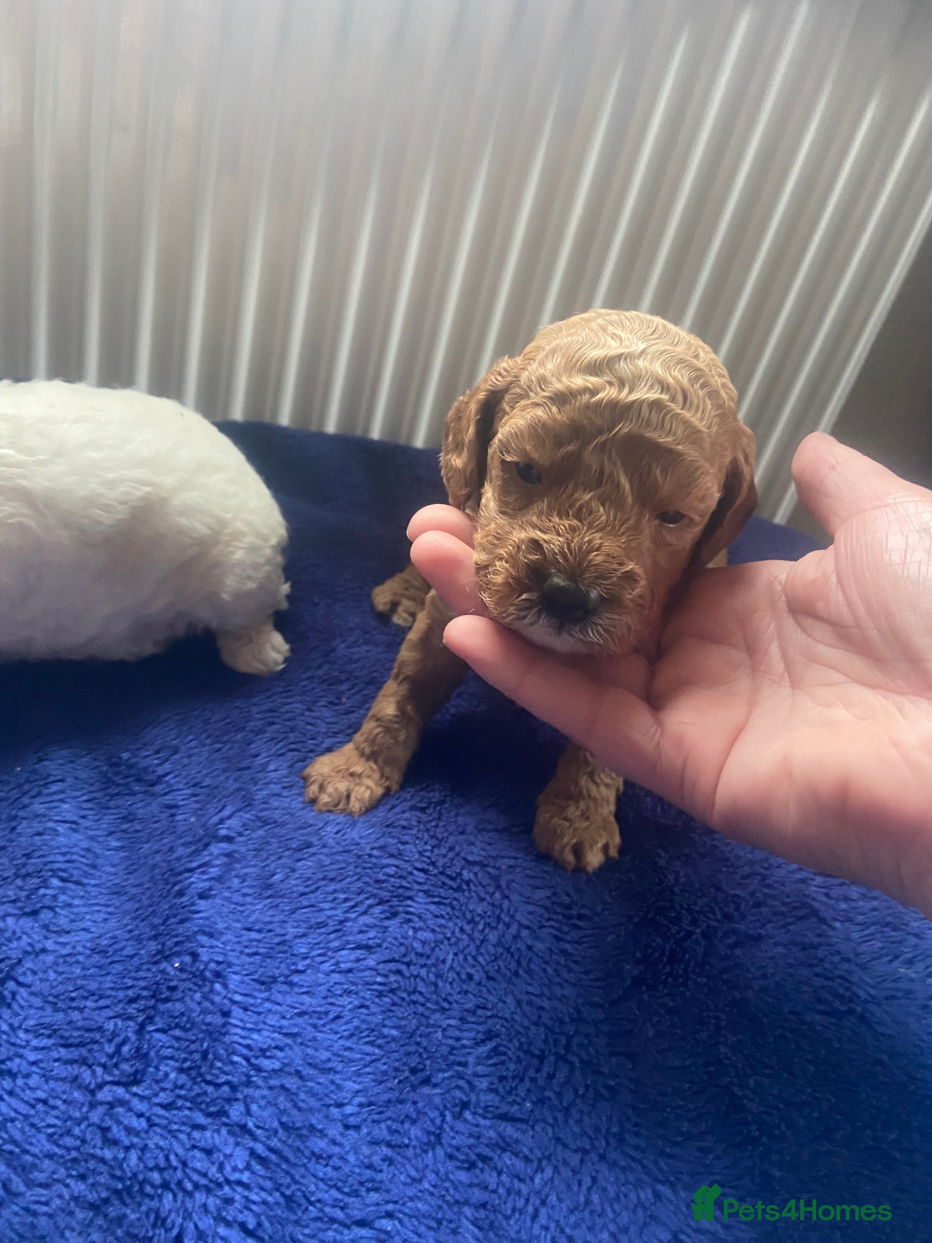 Cockapoo dogs F1B TOY COCKAPOOS - Advert 1