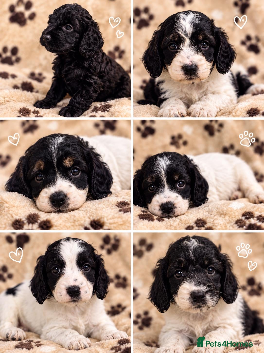 Cockapoo dogs Cockapoo - Advert 1