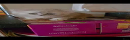 Persian cats for sale: Chinchilla Persian Kittens For Sale - Advert 5