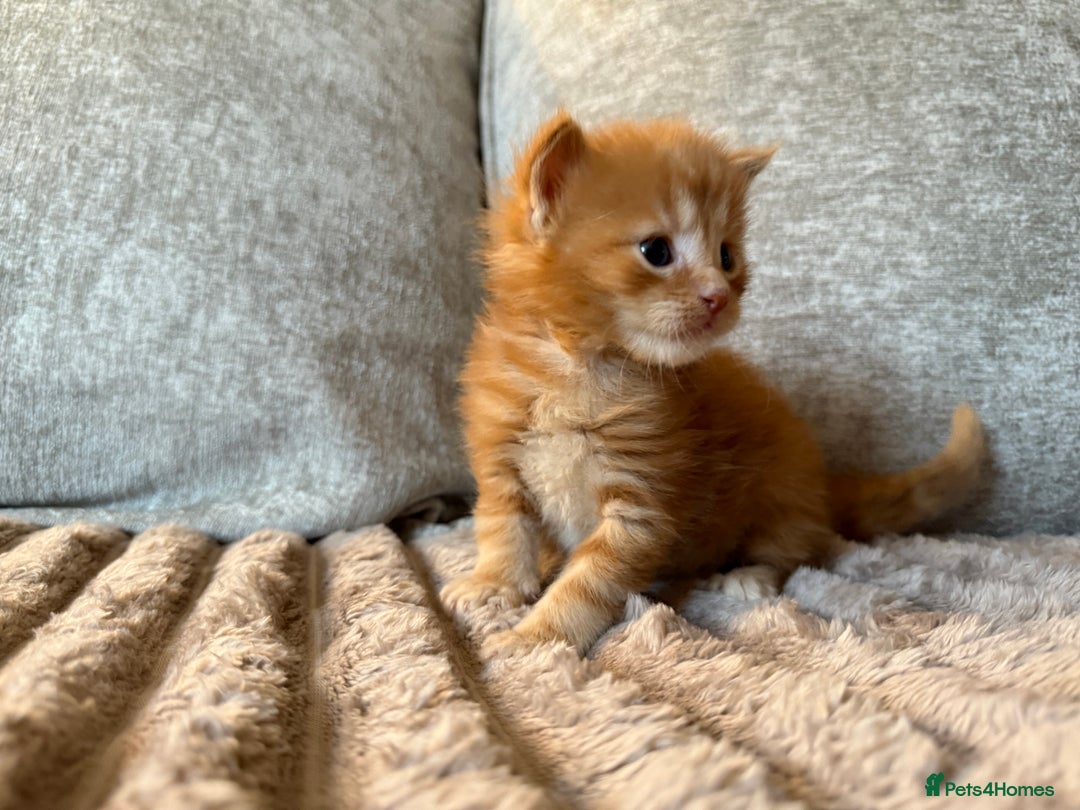 Maine Coon cats for sale: Beautiful Maine Coon Kittens - Advert 4