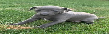 Italian Greyhound 
