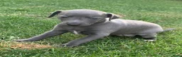 Italian Greyhound dogs for sale: KC italian greyhound puppie for sale  - Advert 11