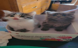 British Longhair cats for sale: Two kittens brother and sister  - Image 9