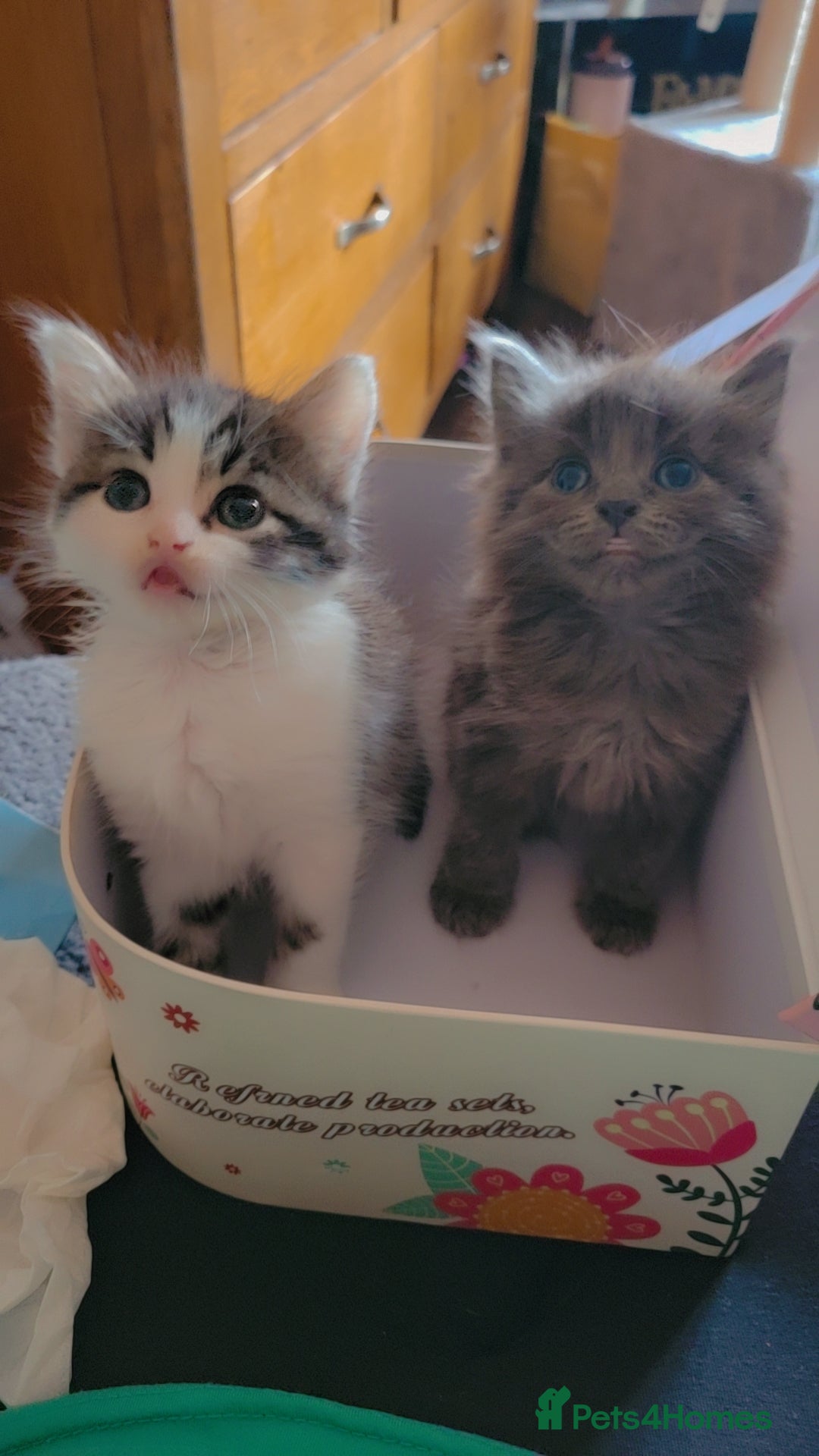 British Longhair cats for sale: Two kittens brother and sister  - Image 9