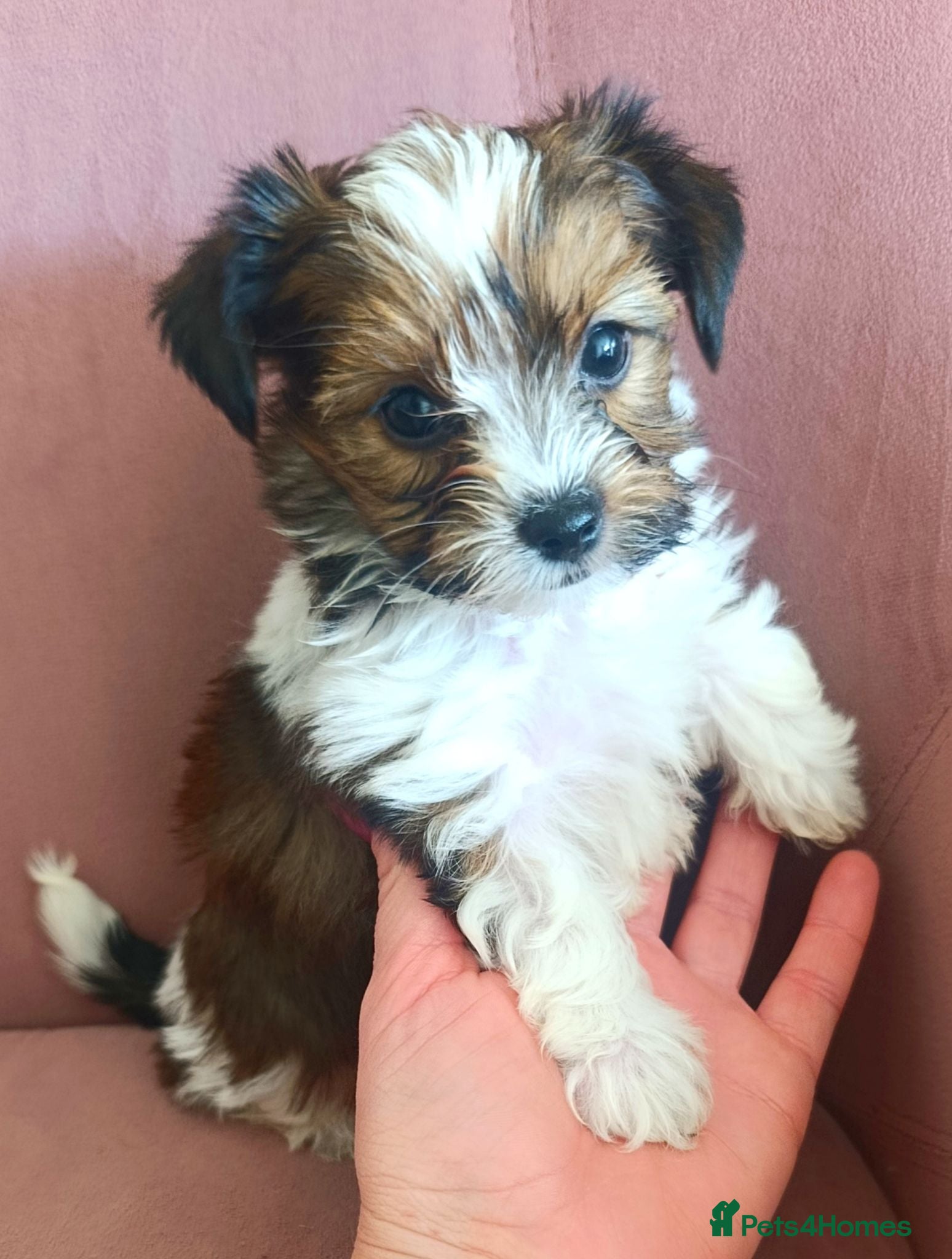 Biewer Terrier dogs Biewer Terrier Puppies×Home Raised×BeautifulColour - Advert 2